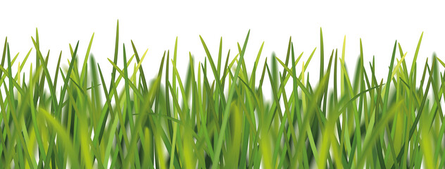Wall Mural - bright green realistic seamless grass pattern isolated on transparent background