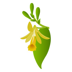 Wall Mural - Vanilla planifolia flower with buds and leaf on a white background.