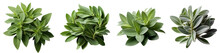 Sage Herb Png. Set Of Sage Plant Leaves Png. Sage Png. Sage Top View Png. Sage Flat Lay Png. Sage Plant. Salvia Officinalis. Common Sage Isolated
