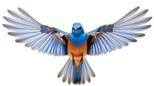 A Vibrant Bluebird Gracefully Opening Its Wings Against A Clean White Background, Captured In High Definition For A Detailed And Realistic View On White Background Png