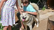 Girl And Boy Play With Husky Dog On Chain At Sunny Day