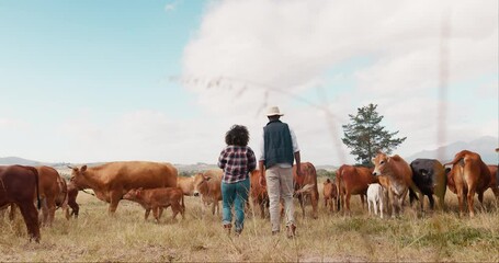 Wall Mural - Agriculture, woman and man with cow field, conversation on sustainability or cattle farming in African countryside. Nature, animals and farmer couple with small business discussion in food production