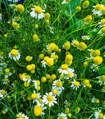 Aufkleber - medicinal chamomile, matricaria chamomilla. they are used in alternative medicine.