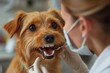 Visiting the veterinarian to examine your dog's teeth