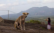 Dog with scabies disease sitting on the ground. Beautiful landscape in Sri Lanka