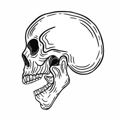 Wall Mural - human skull illustration