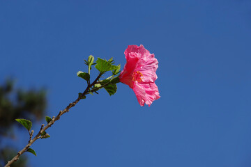 Canvas Print - Bright Pink Hibiscus Flower