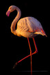© ADDICTIVE STOCK - Elegant Flamingo Posing Against Black Background