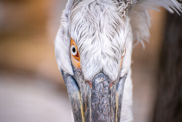 Close up portrait of a white feathered Dalmatian pelican with a funny sneaky look