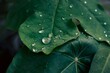 © imageBROKER - Close-up of fresh water droplets on a vibrant green leaf