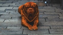 A Calmly Sitting Bordeaux Mastiff On A Cobbled Street With A Serious Expression On His Face, Duesseldorf, North Rhine-Westphalia, Germany, Europe