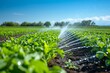 watering crops at the field agriculture  under a bright blue sky
