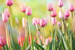 Spring blossoming tulips in garden, springtime bright flowers in the field, pastel and soft floral card, selective focus, shallow DOF, toned