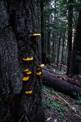 Pholiota Mushrooms on a Tree in Idaho