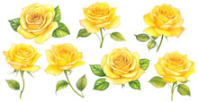 Set Of Summer Flowers, Yellow Roses With Buds And Leaves On An Isolated White Background, Watercolor Illustration, Botanical Painting