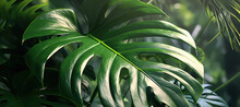 Monstera Plant Leaf 36