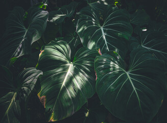 Wall Mural - tropical leaves texture,abstract nature leaf green texture background.vintage dark tone,picture can 