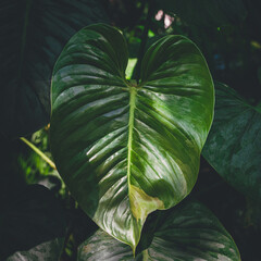 Wall Mural - Tropical leaves texture,Abstract nature leaf green texture background.vintage dark tone,picture can used wallpaper desktop.