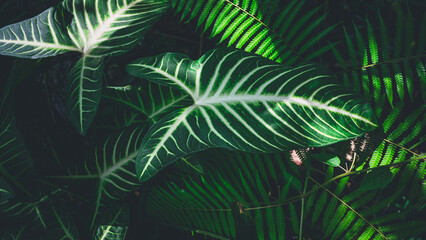 Wall Mural - tropical leaves texture,abstract nature leaf green texture background.vintage dark tone,picture can 
