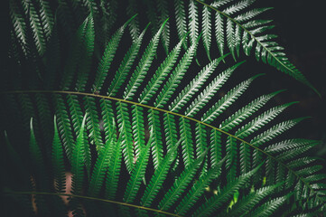 Wall Mural - tropical leaves texture,abstract nature leaf green texture background.vintage dark tone,picture can 