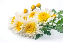 White Border With Yellow Chrysanthemums Daisy Flowers On White Background