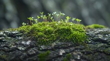 Miniature Landscape Of Moss Growing On A Tree Bark, Background Image, Generative AI