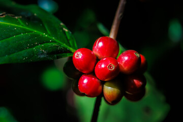 Wall Mural - close up of redcoffee beans in the plantation, organic coffee in the big forest, concept