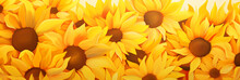 Abstract Sunflower Background Illustration