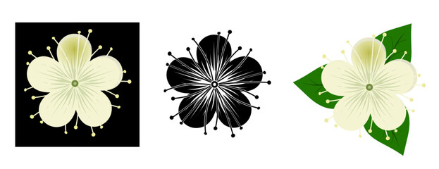 Myrtle flower set, Myrtus communis, medicinal plant. vector illustration