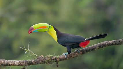 a keel-billed toucan perched on a branch and calling