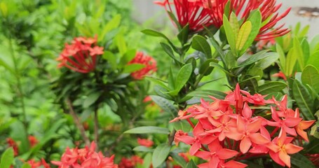 Wall Mural - Butterfly Sipping Sweet Nectar from Colorful Red Flowers. India