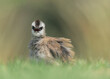 Portrait of a yellow-vented bulbul (Pycnonotus goiavier) bird from Thailand with ruffled feathers, mouth open and bokeh blurred background