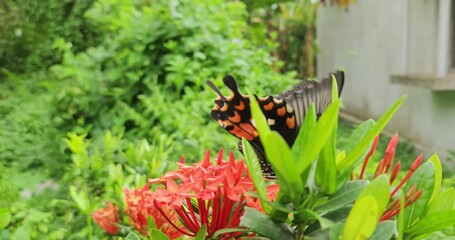 Wall Mural - Butterfly Sipping Sweet Nectar from Colorful Red Flowers. India