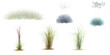 © Saifstock - 3d illustration of set Andropogon,Wild field grass,Blue Festuca Grass isolated on white background
