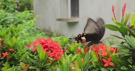 Wall Mural - Butterfly Feeding on Nectar in Garden. India