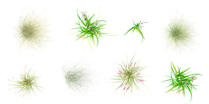 From the top view of set Paper reed,Fountain grass,Green grass isolated on white background stock photo