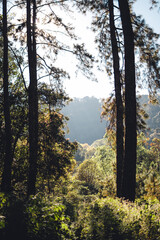 Wall Mural - Light shines in the pine forest on a spring evening.