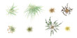 set of Common eel grass, Natural Brown Pavonia Dry Grass and bush with alpha mask, 3d rendering, for digital composition 