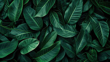 Abstract Green Leaf Texture, Tropical Leaf Foliage Nature Dark Green Background