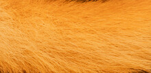 Texture Of Orange Fur For The Background.