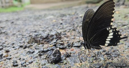 Wall Mural - Macro Video of Butterfly Flapping Wings Up Close