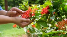 Close Up Shot Of West Indian Jasmine - Close To Nature  Sense Of Touch  Ecological Balance  Go Green. Checking The Freshness The Cute Red Flowers- Shot Of Petals  Hands Caressing The Flowers  Natur...