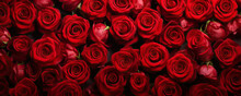 Natural Red Roses Background, Flowers Wall. Valentines Day