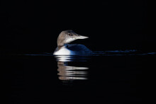 A Small Bird Sitting On The Water At Night With Its Head Out