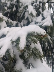 Wall Mural - winter landscape. snowfall. the snow covered the evergreen clothes of christmas trees and pines. bra