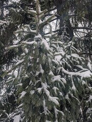 Wall Mural - winter landscape. snowfall. the snow covered the evergreen clothes of christmas trees and pines. bra