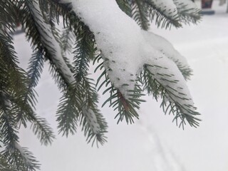 Wall Mural - winter landscape. snowfall. the snow covered the evergreen clothes of christmas trees and pines. bra