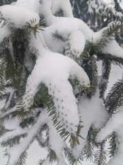 Wall Mural - winter landscape. snowfall. the snow covered the evergreen clothes of christmas trees and pines. bra