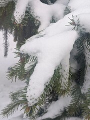 Wall Mural - winter landscape. snowfall. the snow covered the evergreen clothes of christmas trees and pines. bra