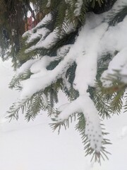 Wall Mural - winter landscape. snowfall. the snow covered the evergreen clothes of christmas trees and pines. bra